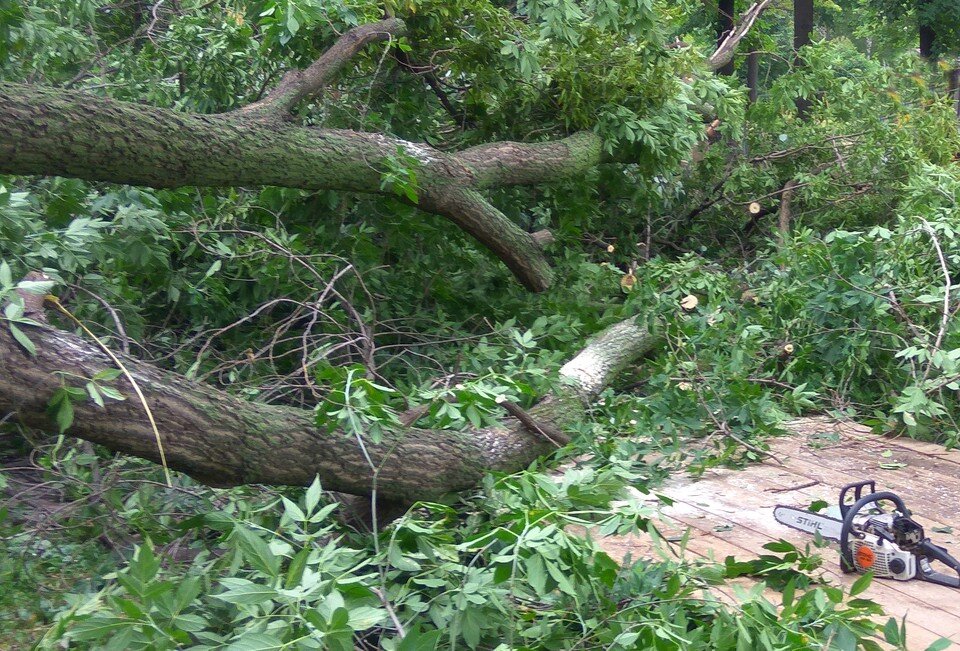     Деревья были зелеными и здоровыми. Иван МАКЕЕВ