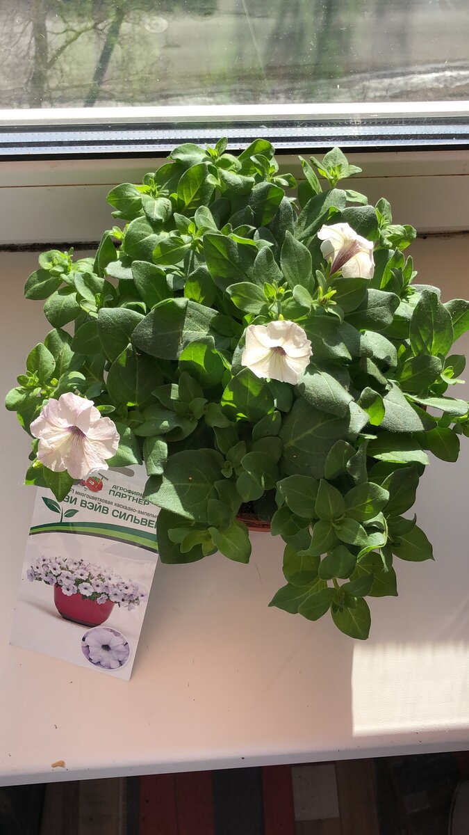 По мере прищипки становится все пышнее.