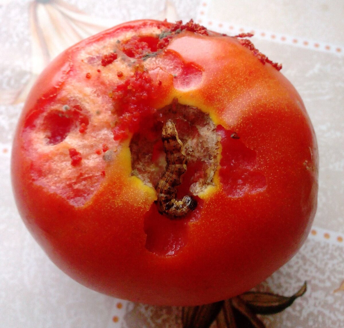 Гусеница совки ест помидор