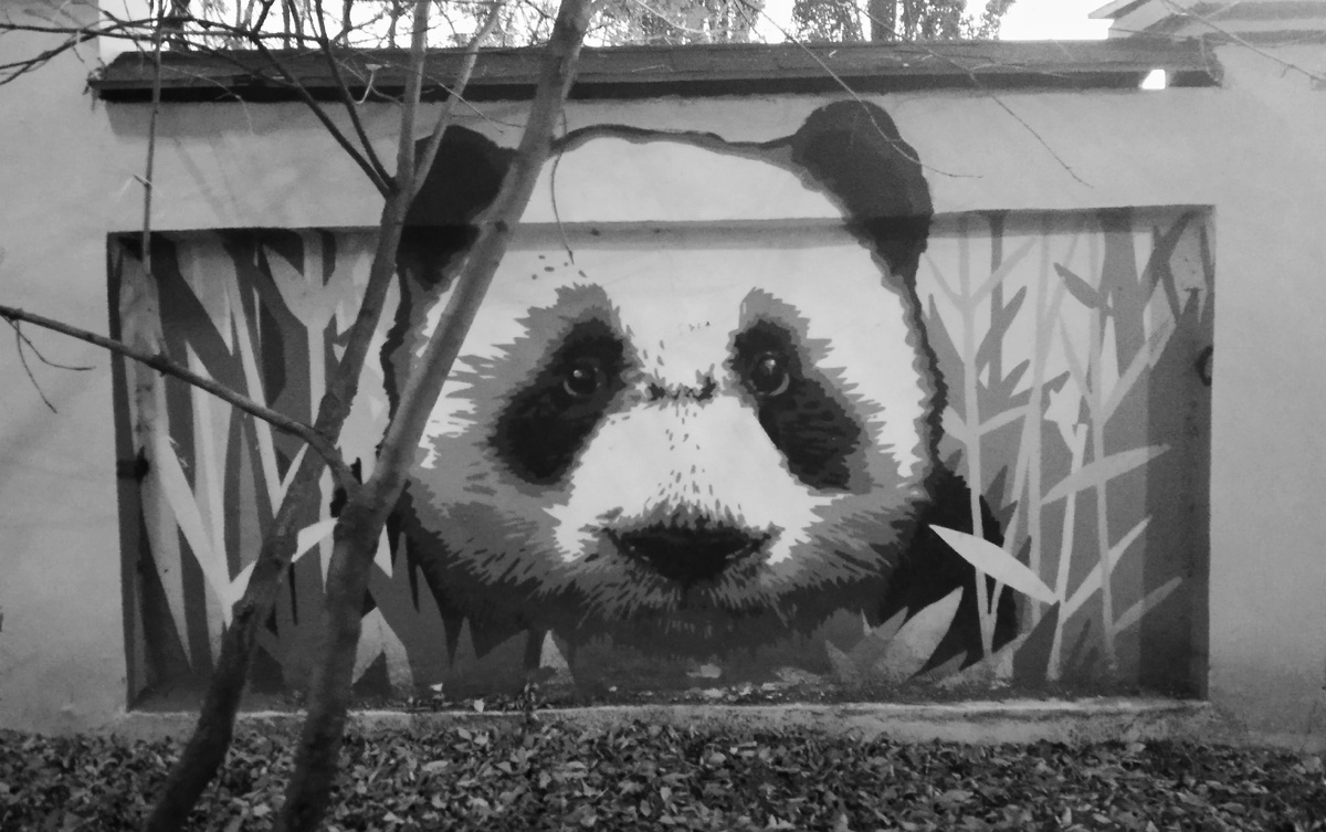 большая панда следит за вами