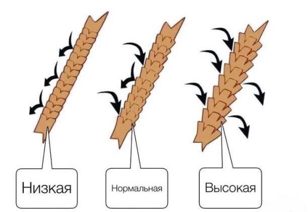 Степени пористости волос. (Иллюстрация с сайта pinterest.com)