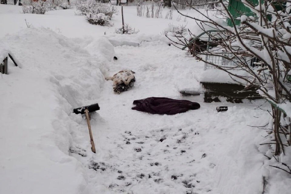     О случившемся сообщили в службу государственного охотнадзора и в полицию. Фото: vk.com/v_sadchikov