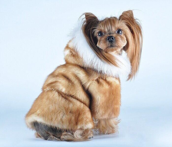 собачки в норковых шубах. шубка для маленькой собачки. шубка для чихуахуа. норковые шубки для собачек. норковая шубка для собак.