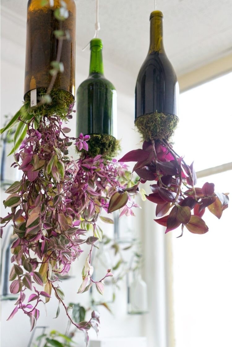 Традесканция Нанук (Tradescantia Nanuk) / Традесканция Зебрина (Tradescantia zebrina) 