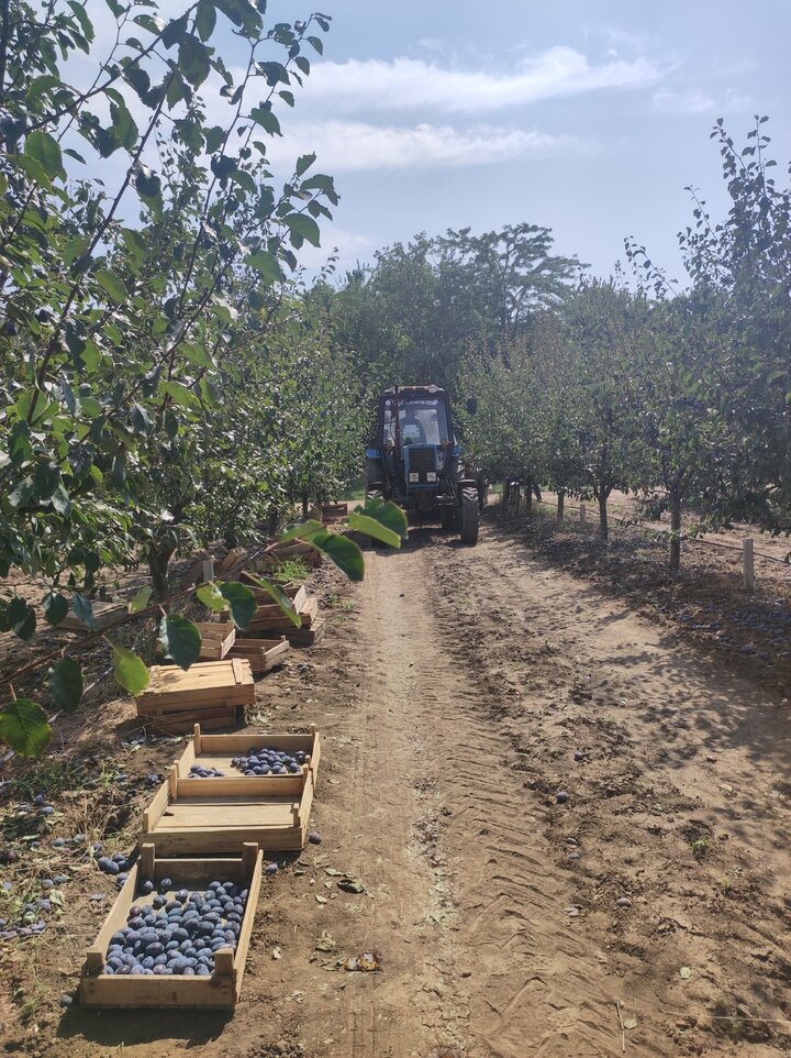     Сразу несколько факторов обеспечили положительную динамику развития сельского хозяйства. фото: О. Гончарова