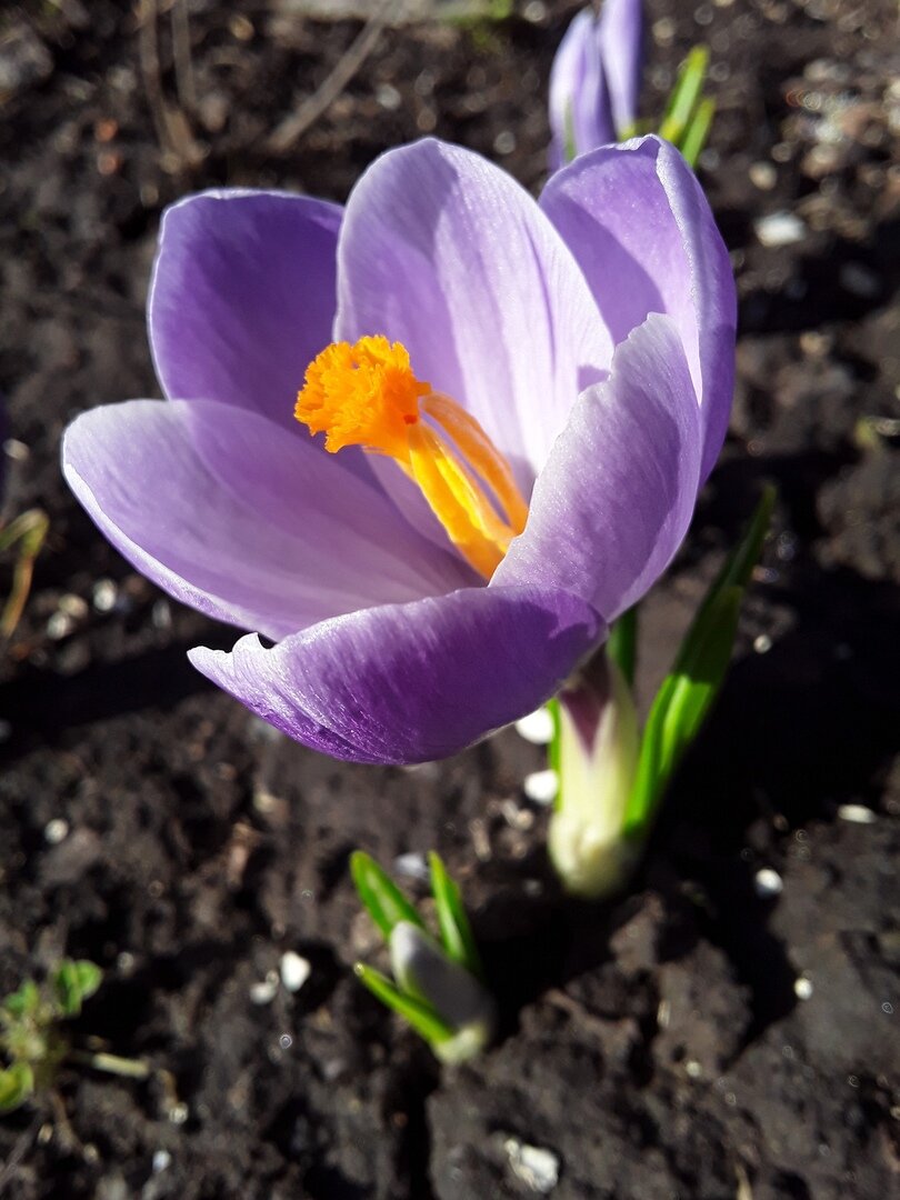 Крокус крупноцветковый, сорт Negro boy