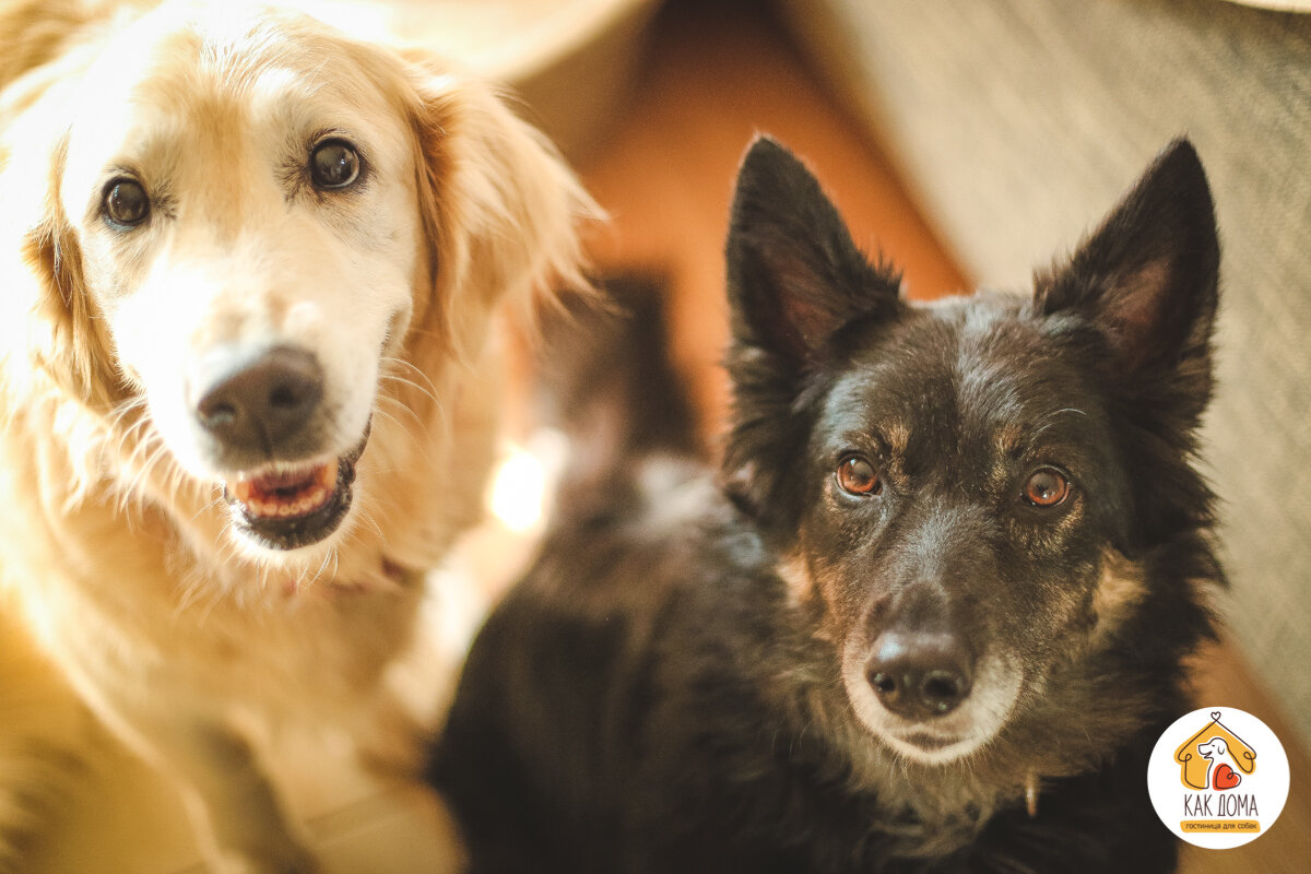 Мегги и Чара ждут вкусняшку.