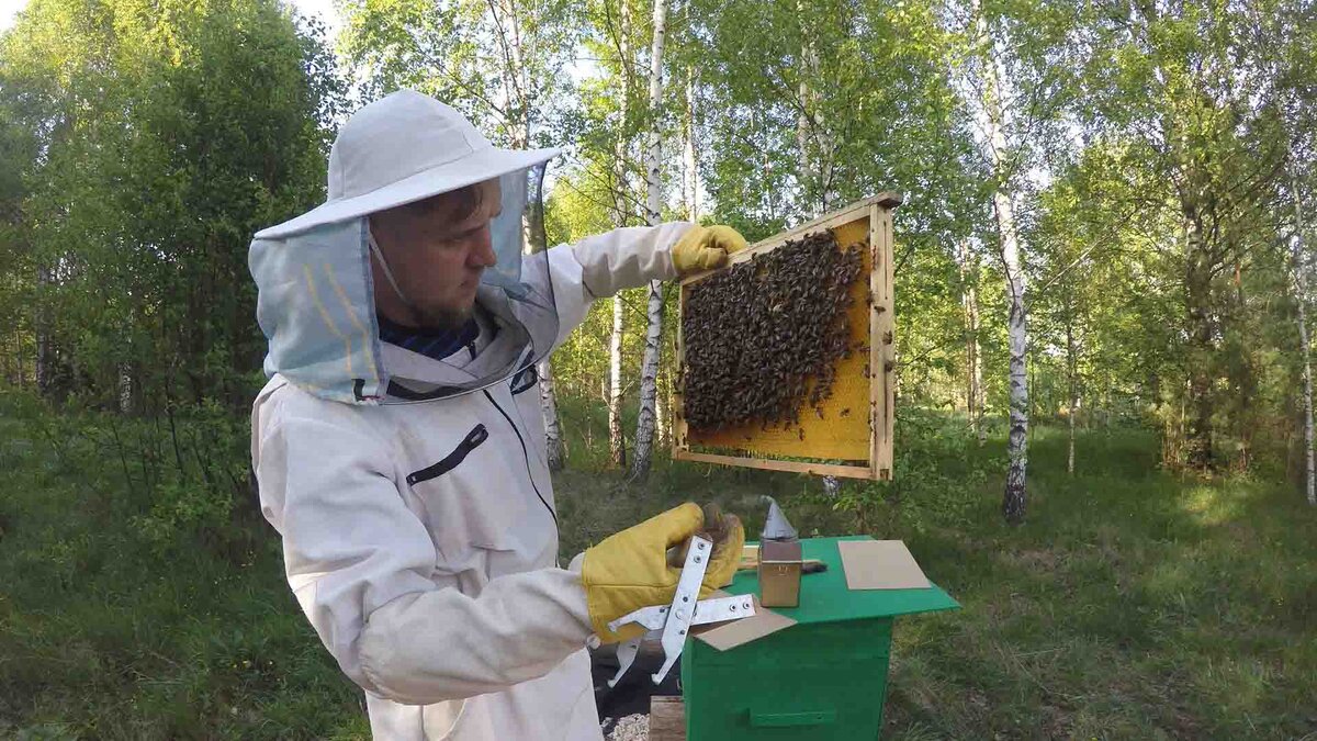 Почему мы работаем на пасеке только в перчатках. | Побег из мегаполиса |  Дзен