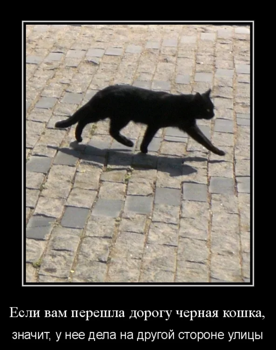 Чёрная кошка перебежала дорогу