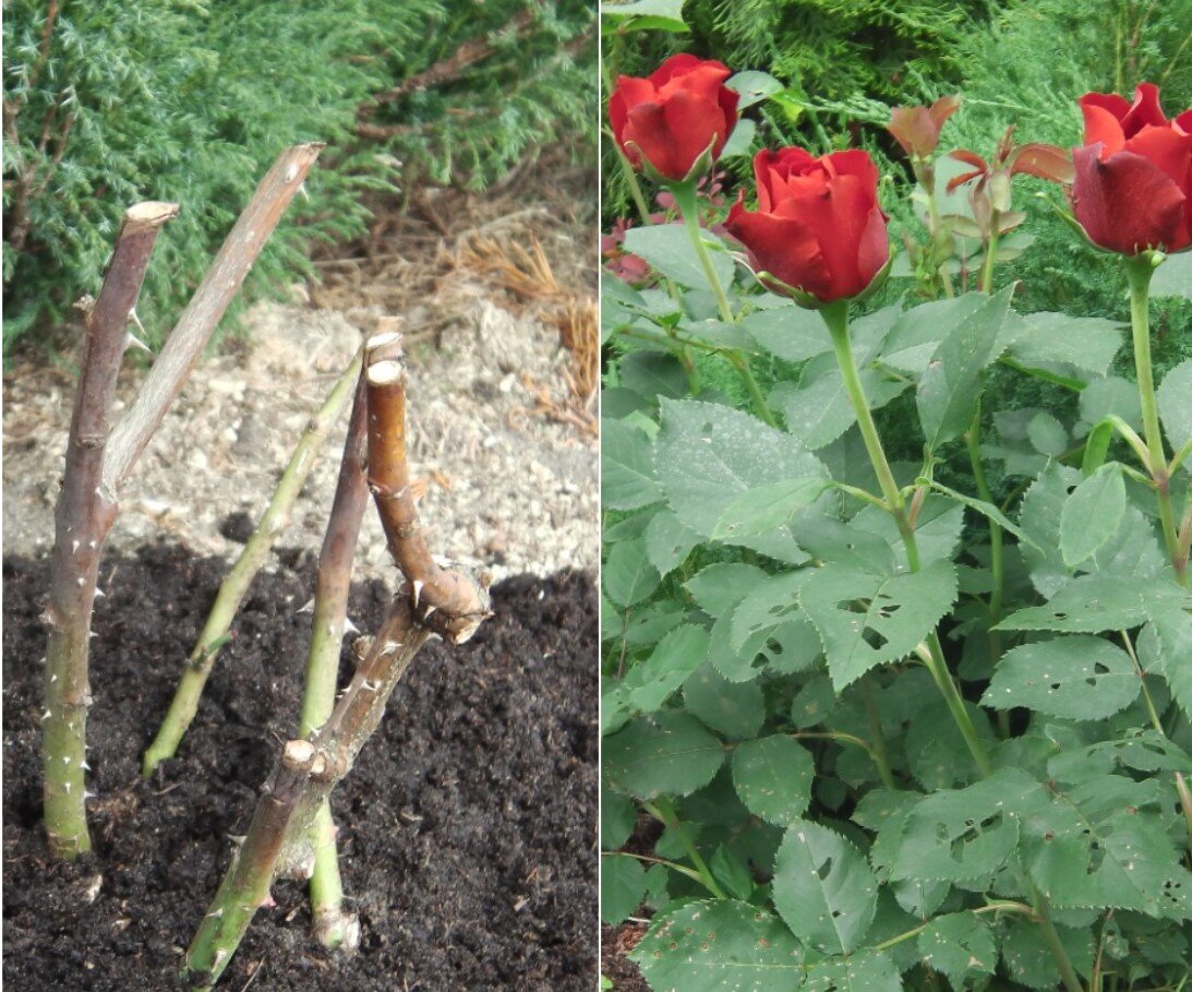 Вымерзшая роза Мистер Линкольн спустя три месяца. Фото автора