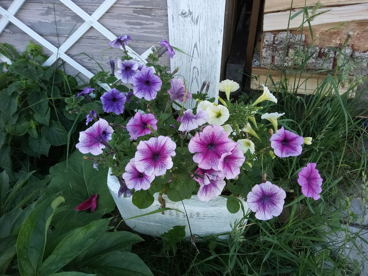 Петуния в кашпо у дровника