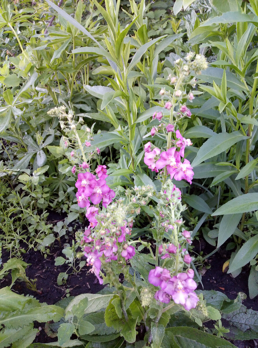 Вербаскум "Брызги шампанского"