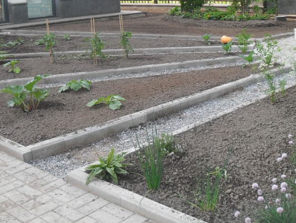 Кадый луч обрамлен борюром. Скрин фото автора