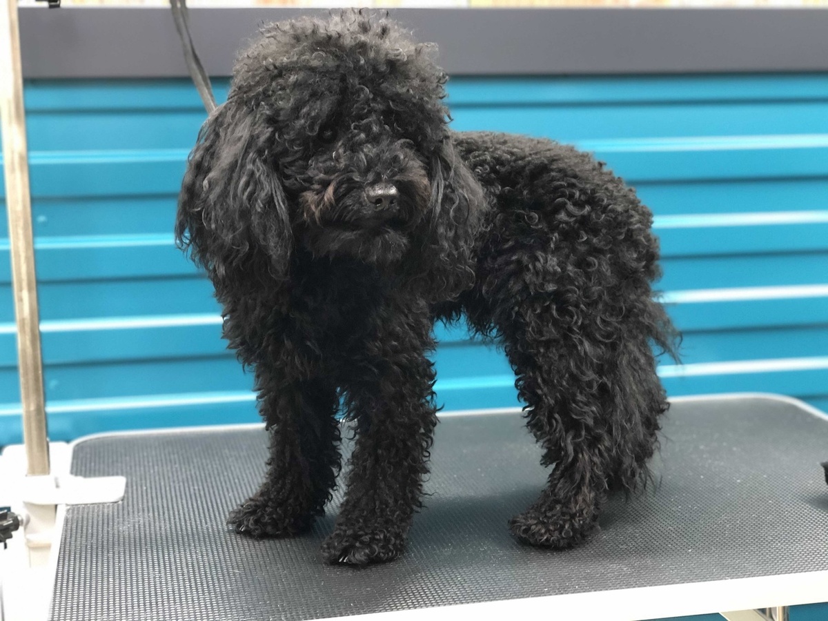 Клиент до стрижки