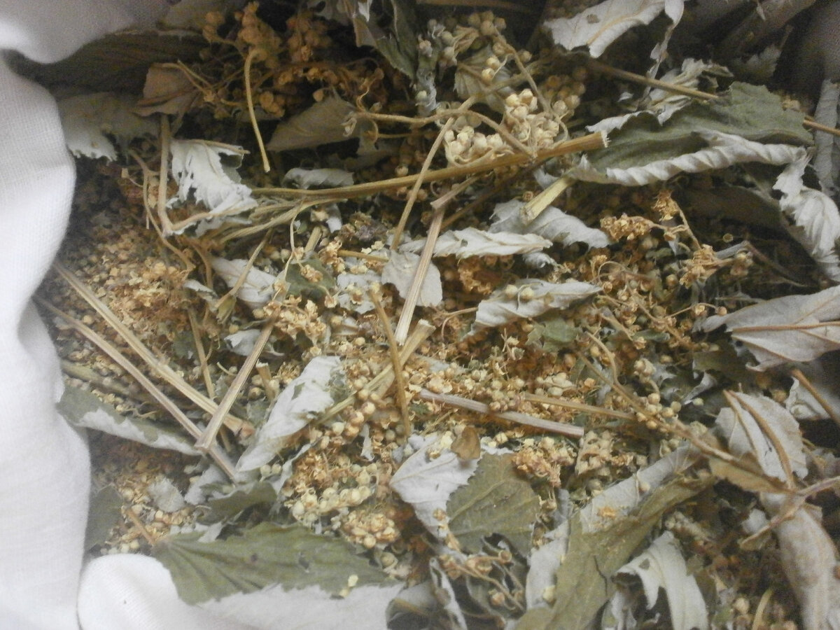 Сушеная таволга. Остатки с прошлого сезона