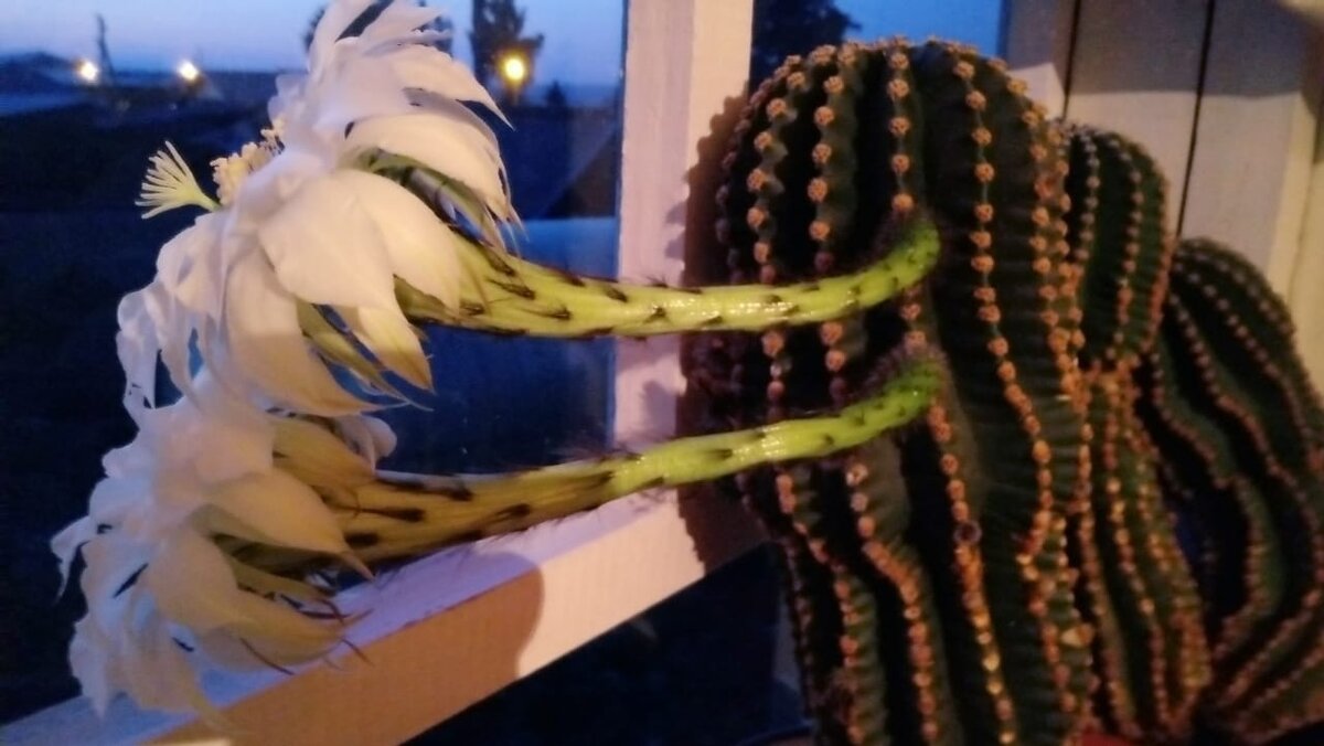 Устроили ему фотосессию. 