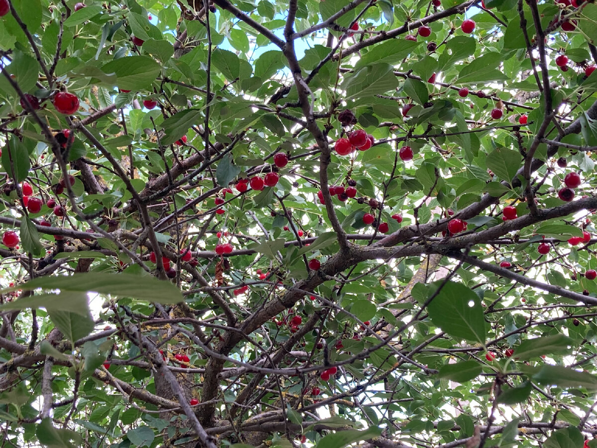 Последняя вишня