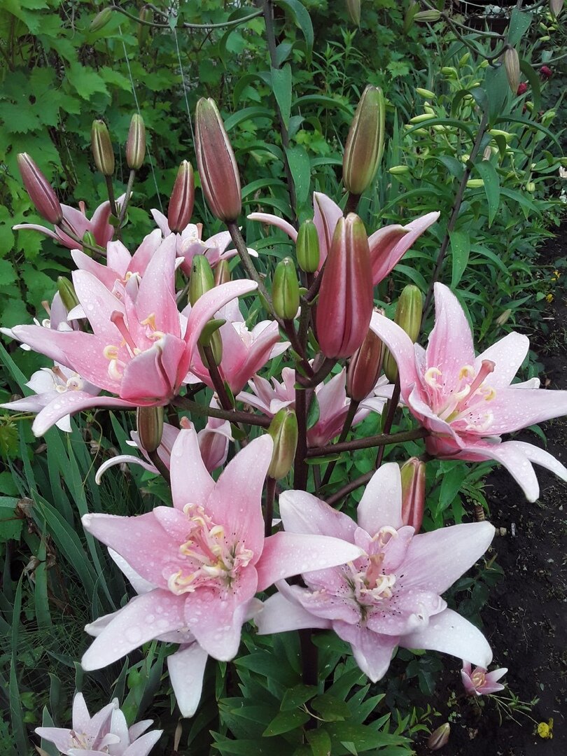 Лилия азиатская, сорт Elody