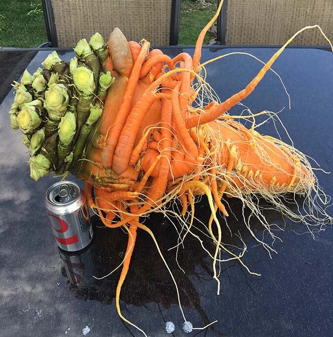 Авторское фото с использованием картинки с https://www.guinnessworldrecords.com/