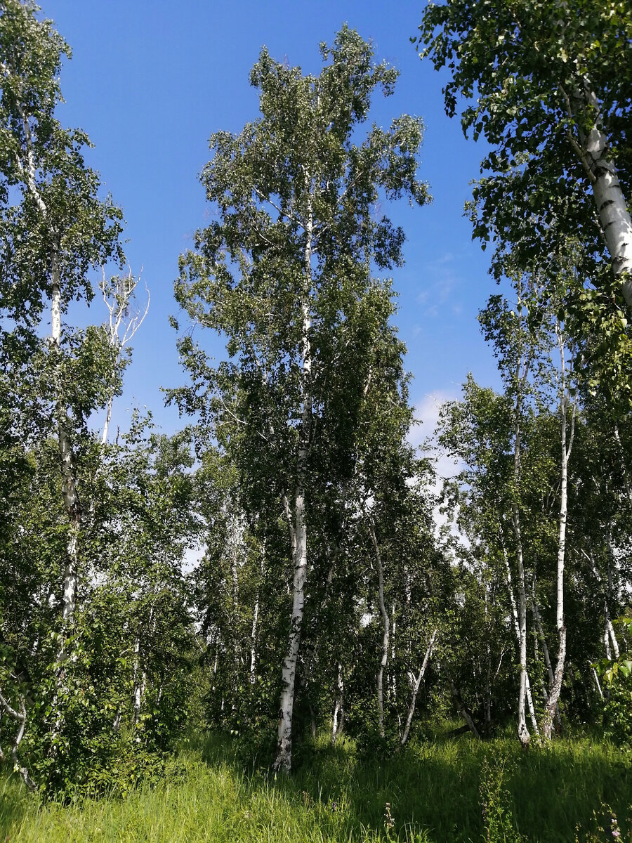 Символ России! 