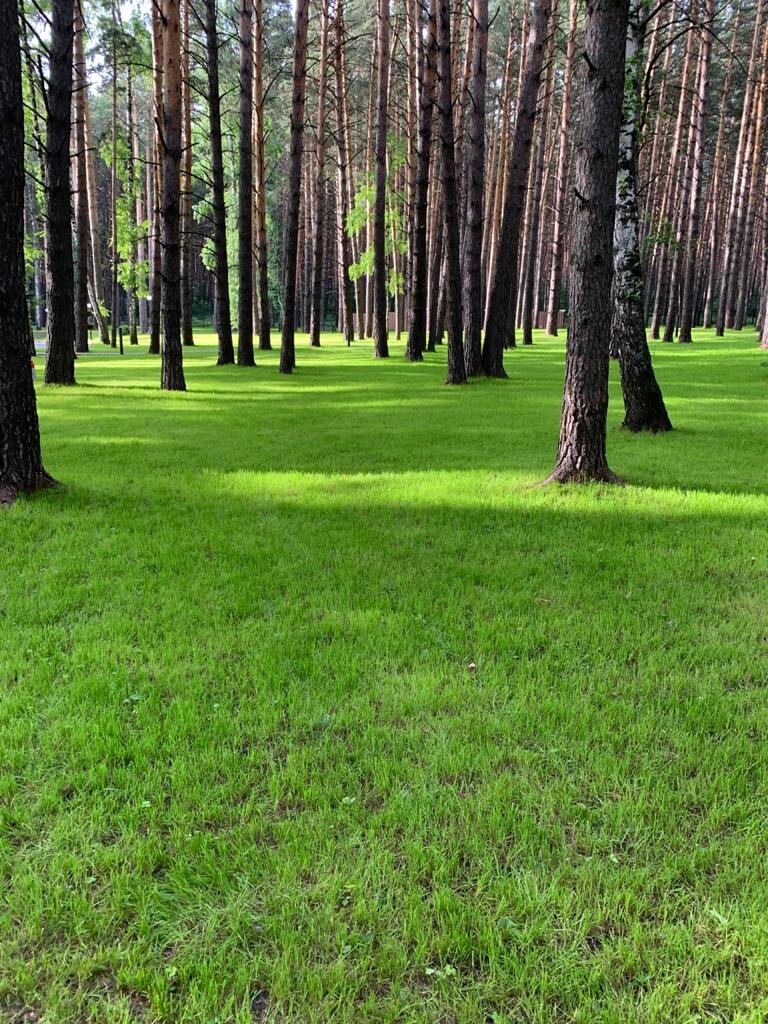 хвойные деревья и открытые пространства.