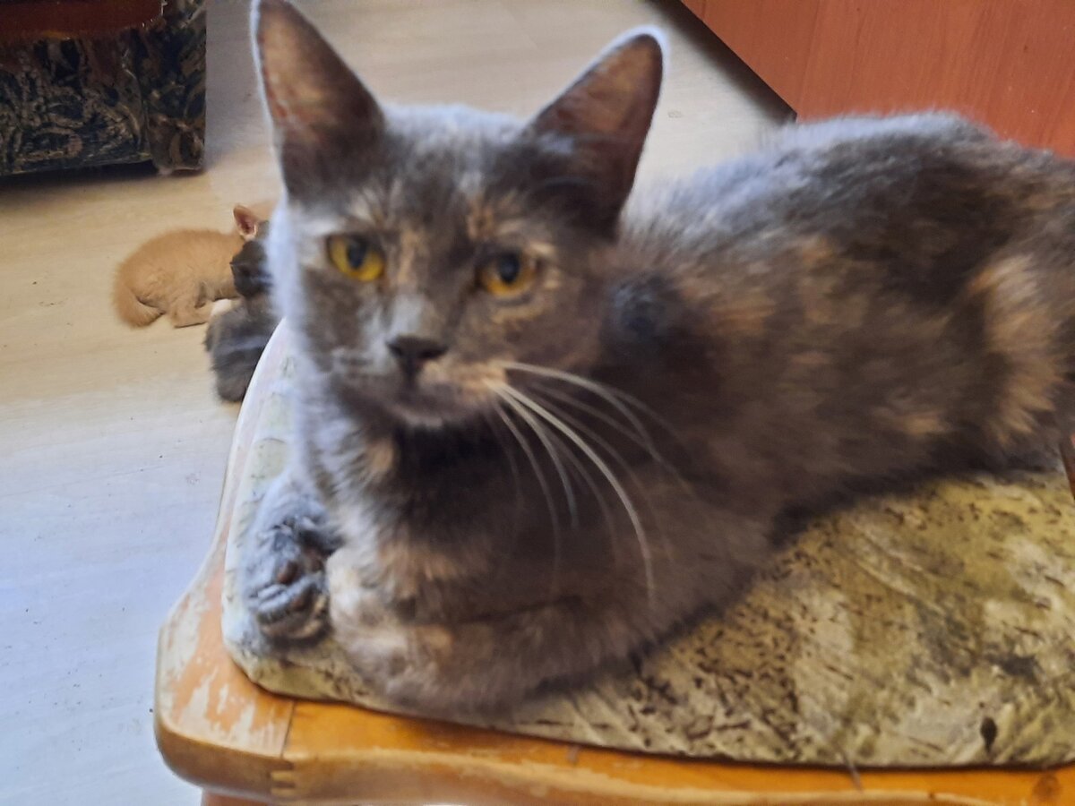 фото взято в свободном доступе на Яндекс картинки.