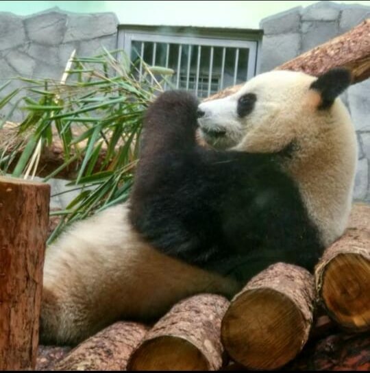 Картинка для иллюстрации моей лени. Панда в Московском зоопарке. Поход в зоопарк мой. Фото моë. Давнишнее. 