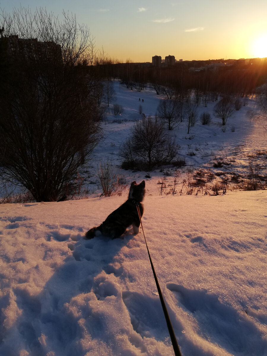 Созерцатель