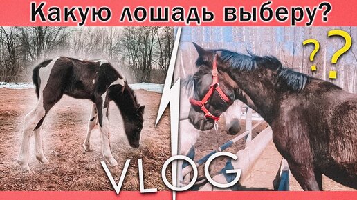 КАКУЮ ЛОШАДЬ Я ХОЧУ? Испытание Чудо Щетки для Линьки / VLOG