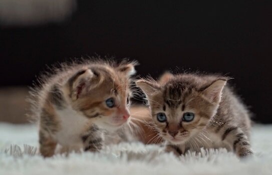 Игрушки для кошек