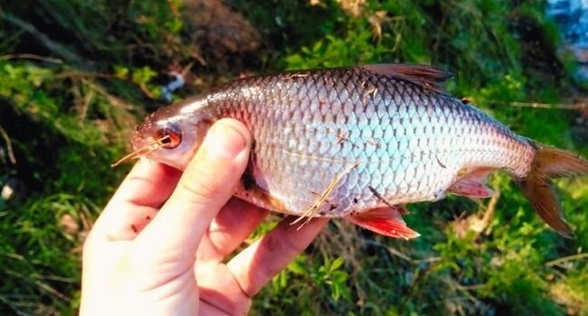  ловля рыбы в конце лета