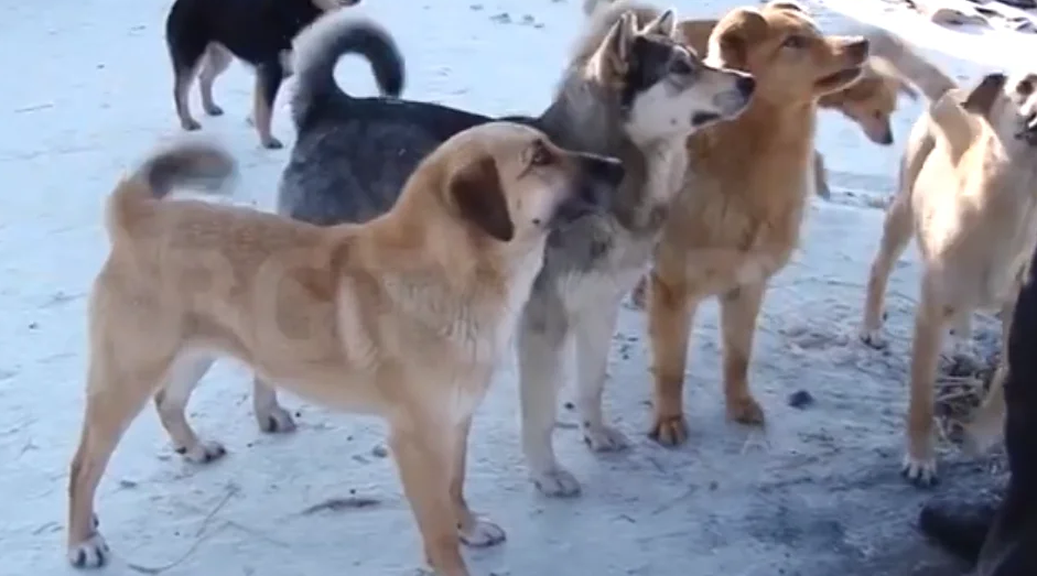 Тогда вольеров в приюте практически не было -