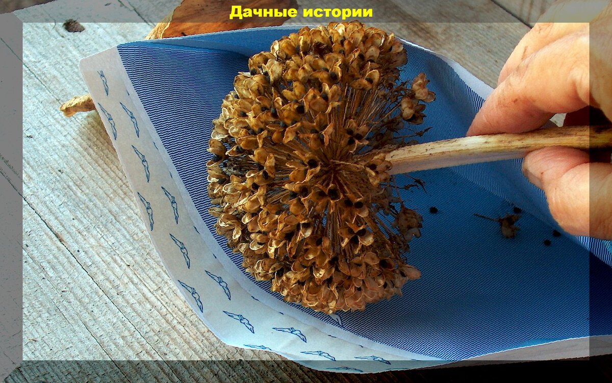 Гвоздик собирать семена