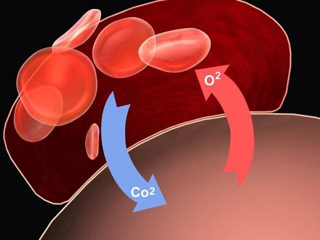 Источник: https://ozvz.ru/tekstil/chto-takoe-parenhima-organa-chto-takoe-parenhima-pochki-i-kakie-bolezni-e/
