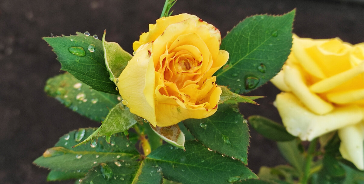 Розы после дождя