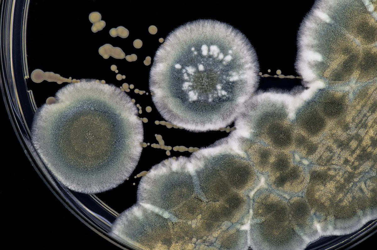 чашка петри флеминга. плесень флеминга. плесень флеминга пенициллин. чашка петри флеминга. плесень флеминга.