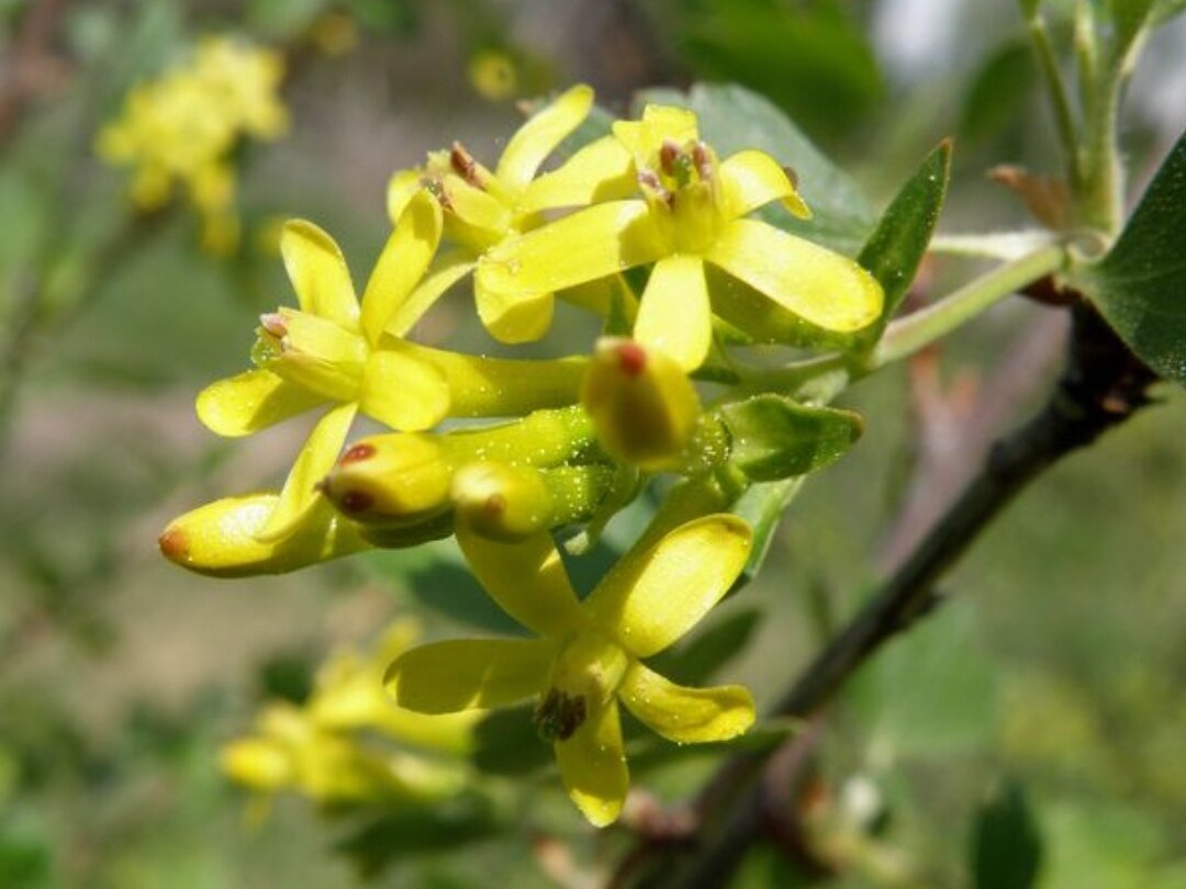 Цветки смородины золотистой. Фото: Геннадий Анисимов plantarium.ru