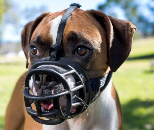 Американский стаффордширский терьер