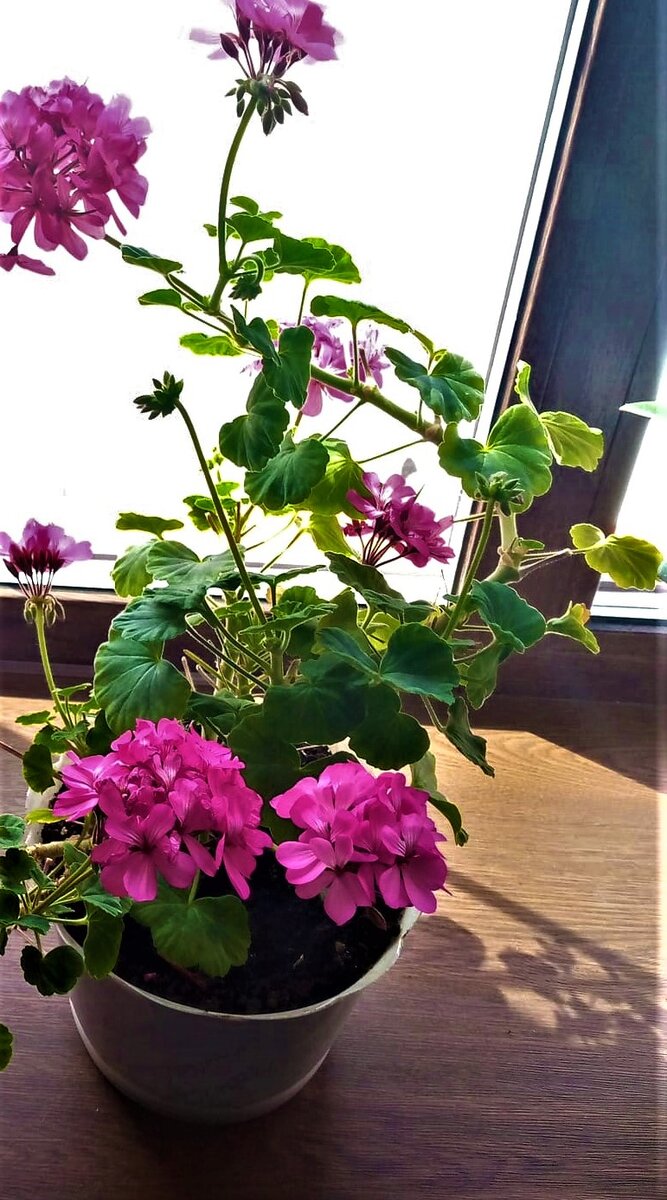 работа О. Камаловой.