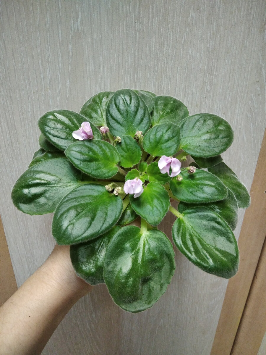 Большущий пышный куст. 