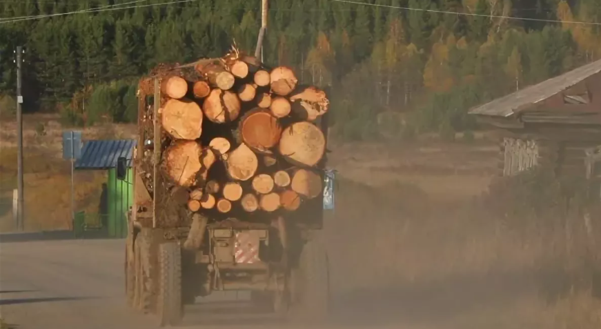 Воровство леса