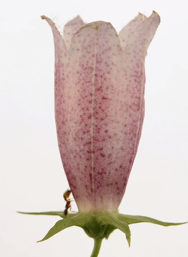 КОЛОКОЛЬЧИК И МУРАВЕЙ