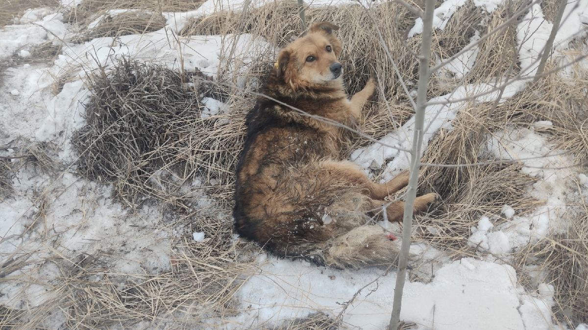 Ползала на передних лапах: в Челябинске спасли попавшую в беду собаку |  Урал Пресс Информ | Дзен