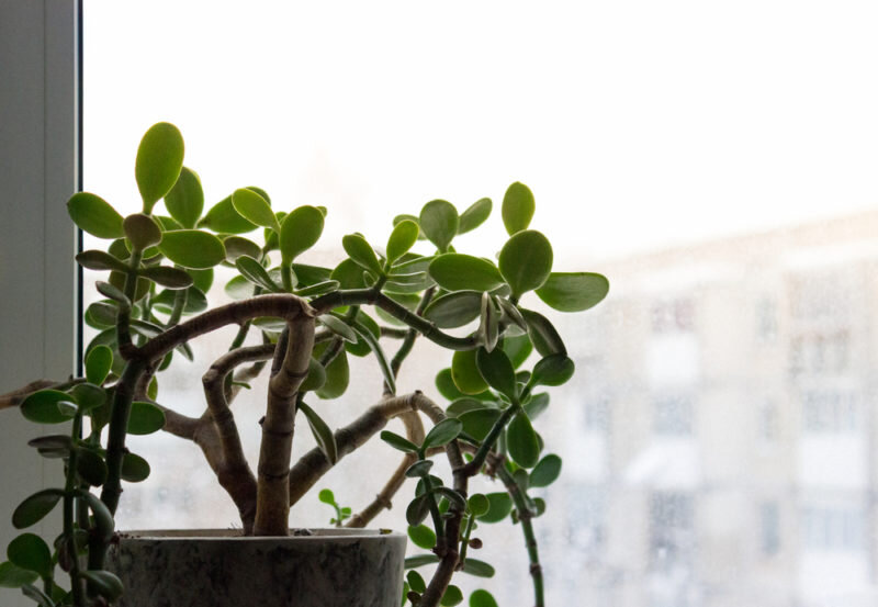 Выращивание толстянки