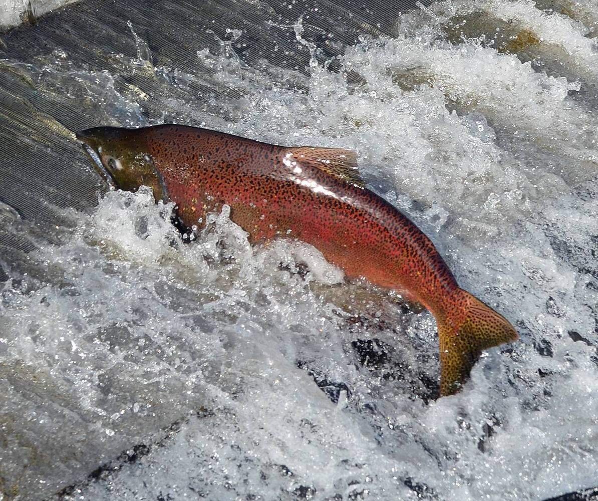 Чавыча Oncorhynchus tshawytscha