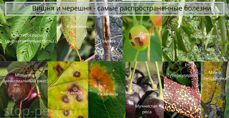 Самые опасные болезни вишни В саду (Огород.ru)