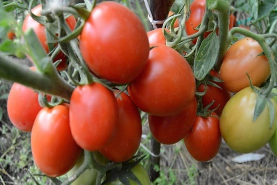 Вот и добрались мы до королей огорода - томатов. У меня семян огромное количество и разнообразие. Сажать все в один год - не реально.-2
