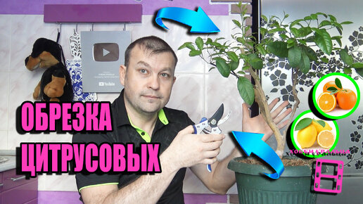 Обрезка цитрусовых Обрезка цитрусовых
