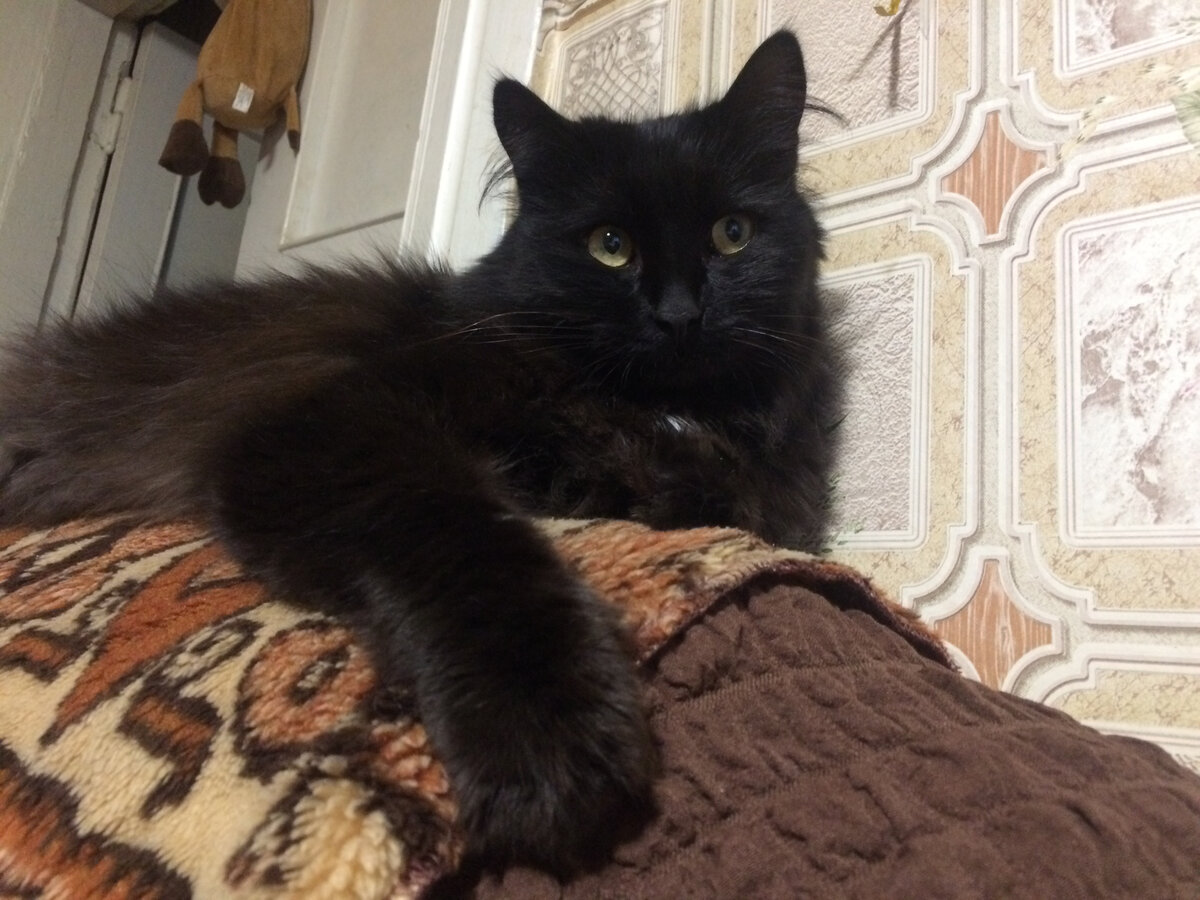 Кот Морти. Фото автора