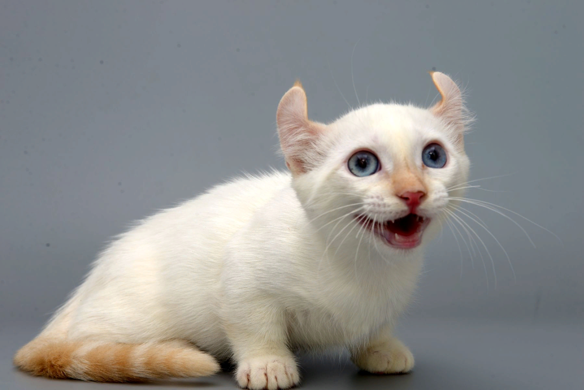 Порода кошек белые с рыжими ушами. Манчкин кинкалоу. Порода кинкалоу. Котята породы кинкалоу. Манчкин Кин Клоу порода кошек.